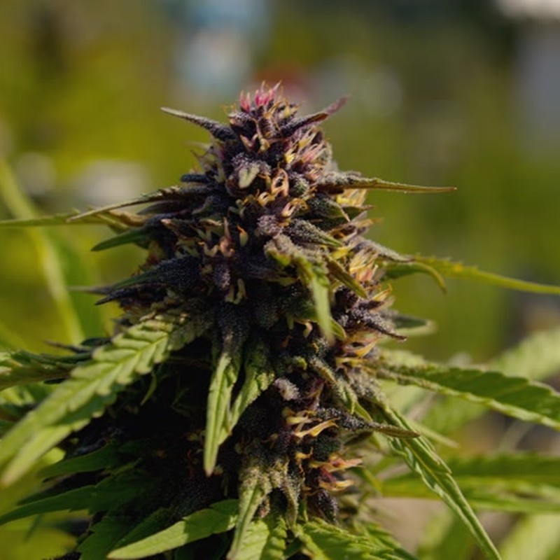 Fleur de CBD Piste Noir française bio