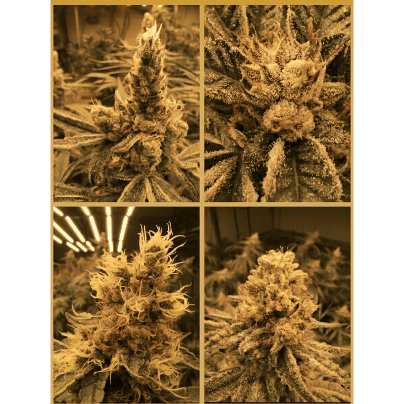 Pack Connaisseur CBD — 5 fleurs × 10 g | AlpineCBD