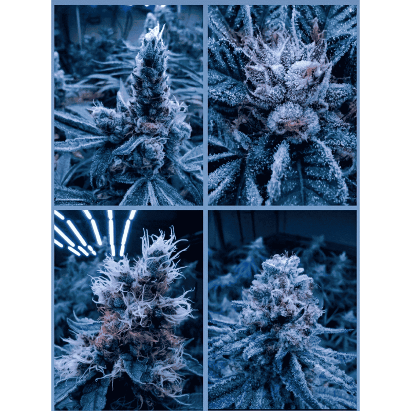 Pack Amateur CBD — 5 fleurs françaises × 5 g | AlpineCBD
