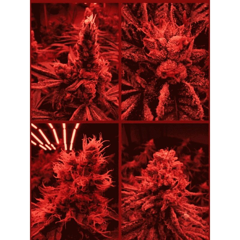 Pack Découverte CBD — 5 fleurs françaises × 3 g | AlpineCBD