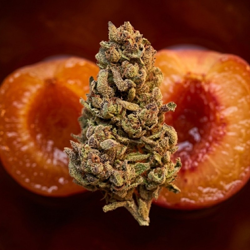 Fleur CBD Jelly's N°9 | Fruit Confit Abricot & Pêche - AlpineCBD