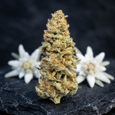 Fleur de CBD Piste Noir française bio