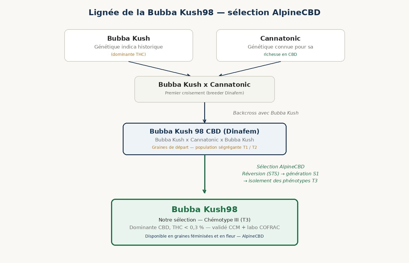 Schéma de la lignée génétique Bubba Kush98 : Bubba Kush x Cannatonic, backcross Bubba Kush, population ségrégante T1/T2, sélection AlpineCBD chémotype III