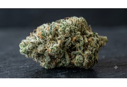 Bubba Kush98 : fiche génétique complète