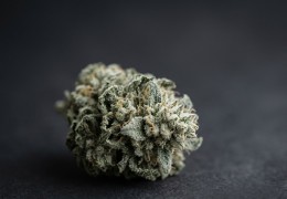 Cannatonic CBD : la variété et nos fleurs au profil proche