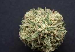 Harlequin CBD : la variété et nos fleurs au profil proche