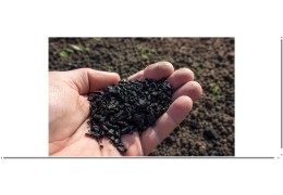 Le biochar en culture de CBD : un allié du sol vivant