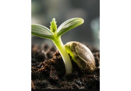Green Luster Phenos : le breeder derrière notre Greenluster