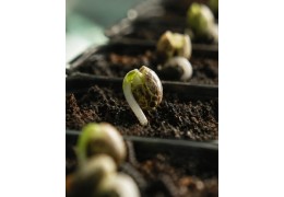 High Alpine Genetics, le breeder