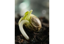 Hoku Seed Co : le breeder