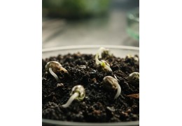 Oregon CBD / GTR Seeds : la référence