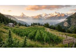 CBD des Alpes — Pourquoi le terroir et l'altitude changent tout