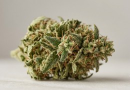 Le CBD et le chémotype Type III : comprendre notre cœur de métier