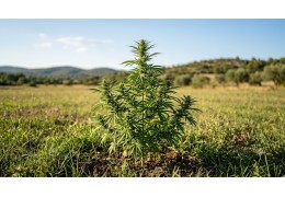 Peut-on Conduire Après avoir Consommé du CBD ?