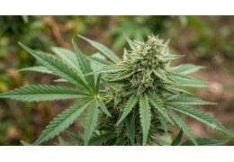 L'AMA et le CBD : la décision de 2018 expliquée