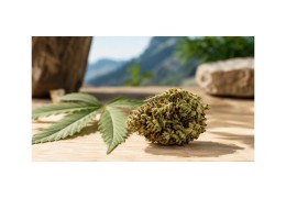 Guide Complet du CBD — Tout Savoir sur le Cannabidiol (2025)