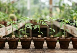 Les chémotypes du cannabis : comprendre les génétiques CBD et CBG