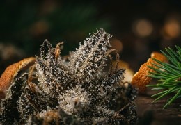 Comprendre les terpènes du CBD