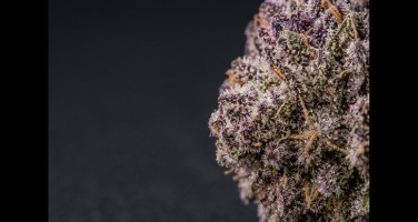 Do-Si-Dos CBD : la variété et nos fleurs au profil proche