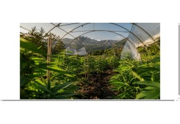 Fleur de CBD des Alpes : le choix d'un producteur français