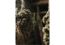 Quelle fleur de CBD choisir ? Indoor, outdoor, greenhouse et light dep