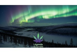 Arjan Roskam : Le Roi de la Weed et Fondateur de Green House Seeds