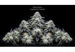DJ Short : Le Père de la Blueberry et Maestro des Indica