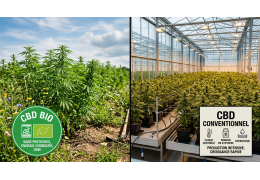 CBD Bio vs Conventionnel : Quelles Différences ?
