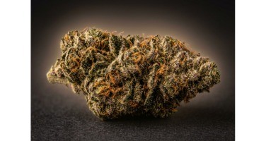 Marley Kush CBD : profil, arômes et nos fleurs au profil proche
