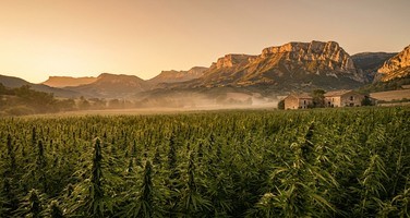 Notre histoire — Alpine CBD, artisans du chanvre alpin