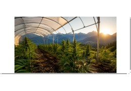 Comment cultive-t-on le CBD ? Le guide complet des méthodes et techniques de culture
