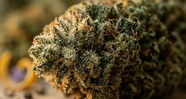 Les terpènes du cannabis CBD : arômes, profils et effets sur le bien-être