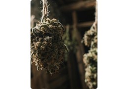 Comprendre les terpènes du CBD