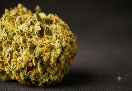 Pineapple Express CBD : la variété et nos fleurs au profil proche