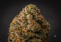 Fleur CBD Cali : le style californien