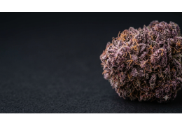Purple Punch CBD : la variété et nos fleurs au profil proche