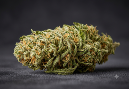 Lemon Haze CBD : profil, arômes et nos fleurs au profil proche