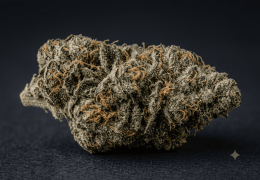 Northern Lights CBD : la variété et nos fleurs au profil proche