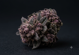 Strawberry CBD : profil, arômes et nos fleurs au profil proche