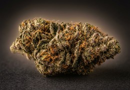 Amnesia Kush CBD : profil, arômes et nos fleurs au profil proche