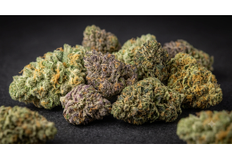 OG Kush CBD : profil, arômes et nos fleurs au profil proche