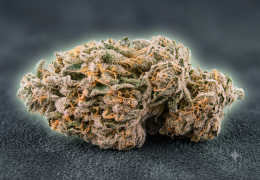 Runtz CBD : la variété et nos fleurs au profil proche
