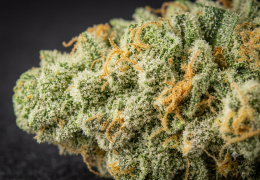 Variétés de CBD : le guide des noms célèbres et de nos fleurs