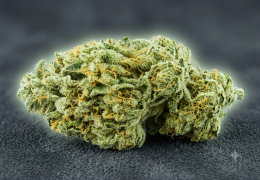 Cheese CBD : la variété et nos fleurs au profil proche