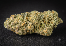 Charlotte's Web CBD : la variété et nos fleurs au profil proche